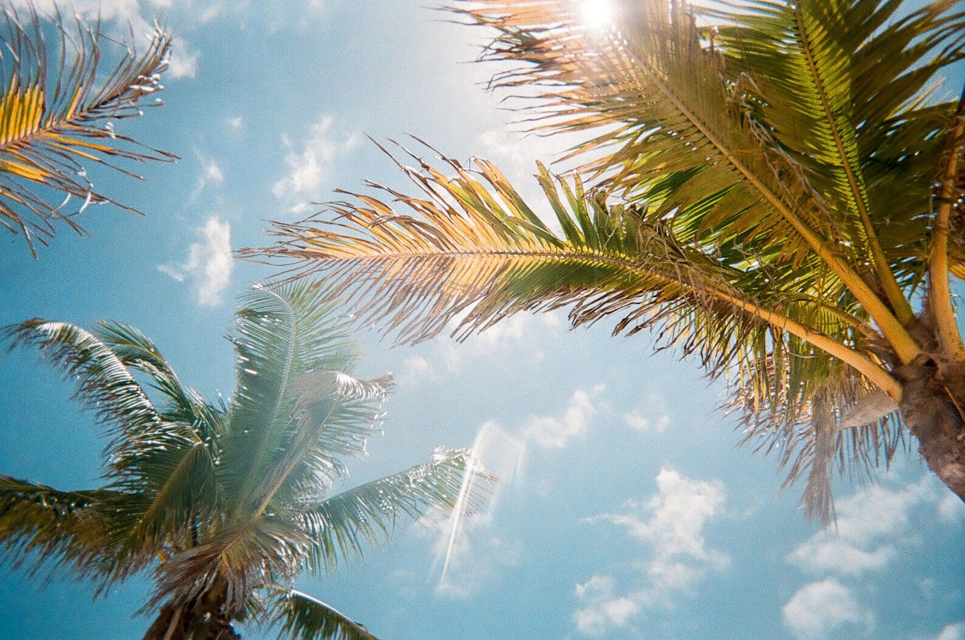 Palm Trees